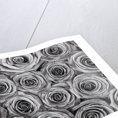 Background of roses by Assaf Frank